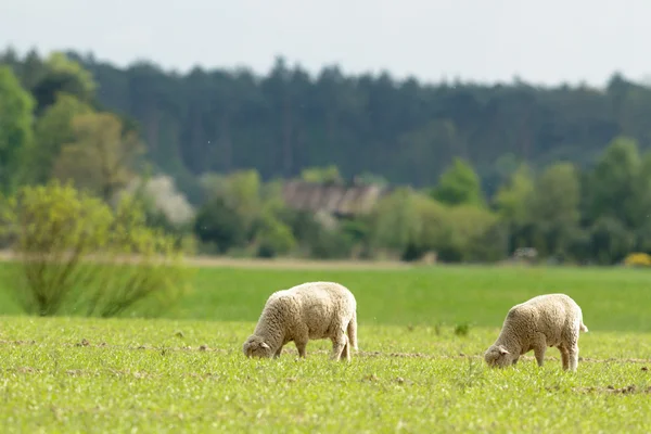 Jordbruksområdet Natur Och Jordbruk Farming Serien — Stockfoto