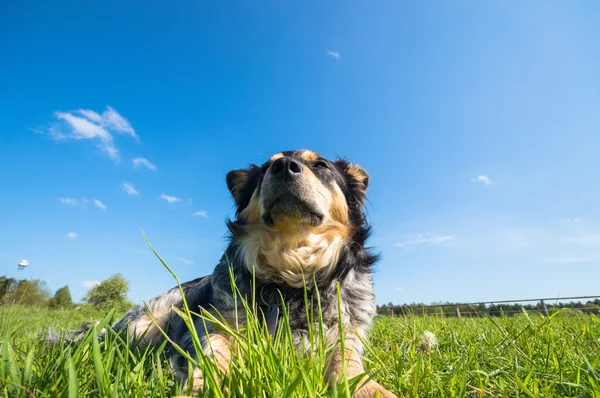 Chien Drôle Dans Journée Ensoleillée Série Animaux — Photo