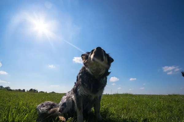 Смешная Собака Солнечный День Животные Серии — стоковое фото