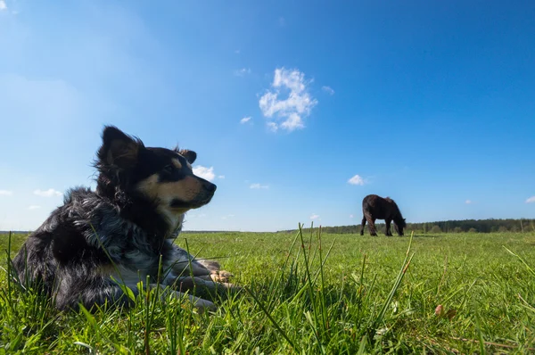 Funny Pes Slunečný Den Zvířata Série — Stock fotografie