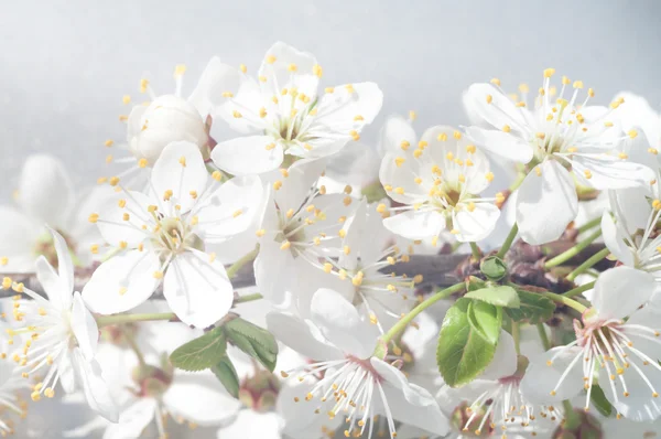 Fleurs Comme Fond Coloré Macro Photo Série Nature — Photo