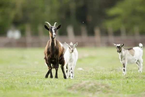 夏の牧草地のヤギ 自然シリーズ — ストック写真
