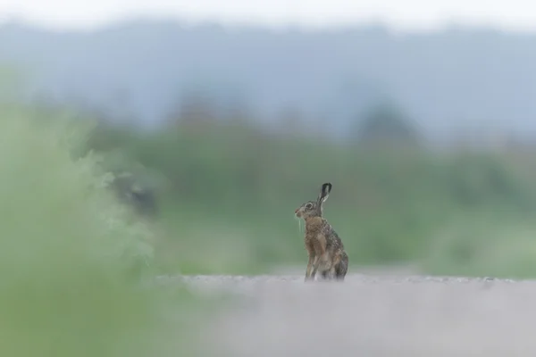 Schattig Grijze Hazen Staande Het Gras Natuur Serie — Stockfoto