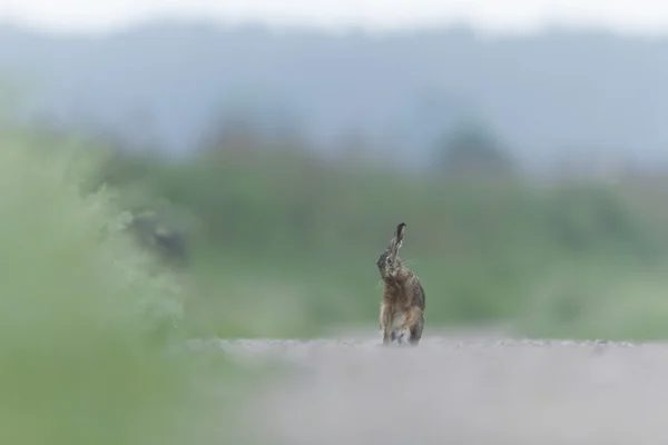 可爱的灰色兔子站在草地上 大自然系列 — 图库照片