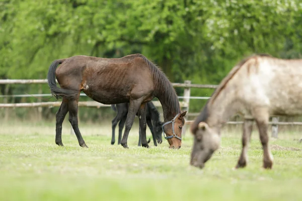 Cavallo Campo Animali Fattoria Serie Natura — Foto Stock