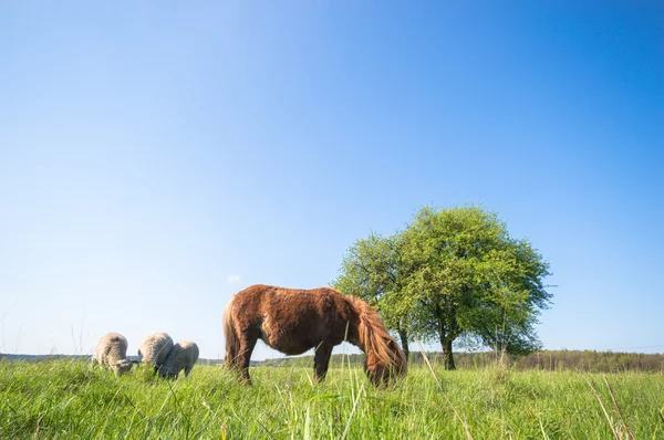 Paard Het Veld Landbouwhuisdieren Natuurserie — Stockfoto