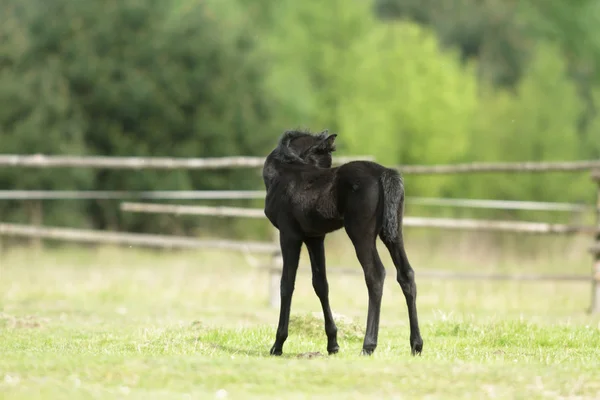 Cavalo Campo Animais Fazenda Série Natureza — Fotografia de Stock