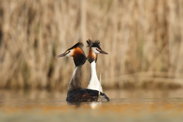 Wilde Vogel Natuurlijke Habitat Natuur Serie Rechtenvrije Stockfoto's