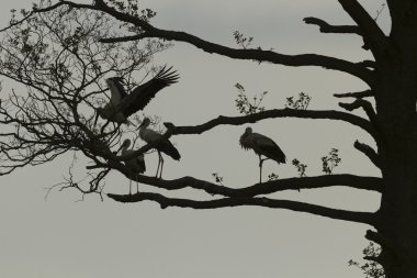 Mavi gökyüzü, doğa serisi ile renk arka plan üzerinde eski büyük ağaç