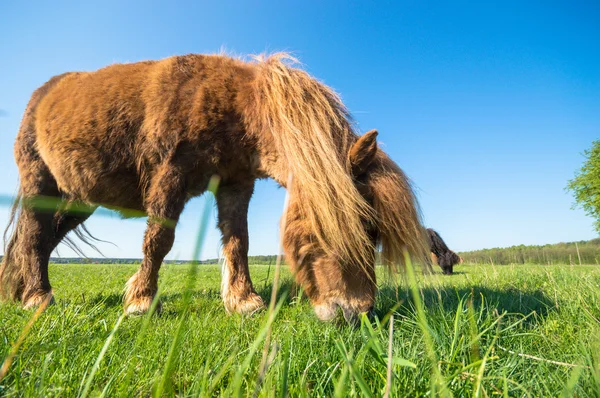 Cheval Dans Champ Animaux Ferme Série Nature — Photo