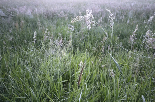 Natural Verde Pajiști Rurale Colorate Serie Natura — Fotografie, imagine de stoc