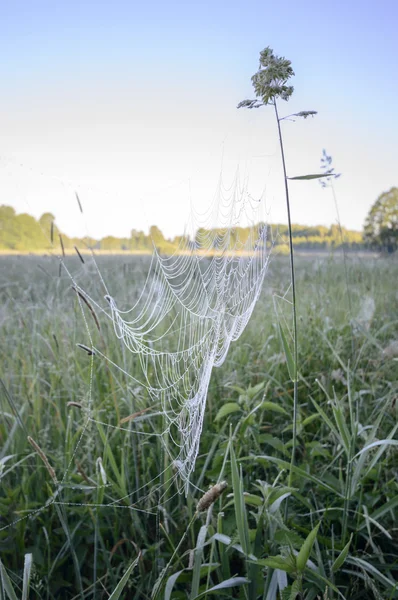 Natuurlijke Groene Kleurrijke Landelijke Weide Natuur Serie — Stockfoto