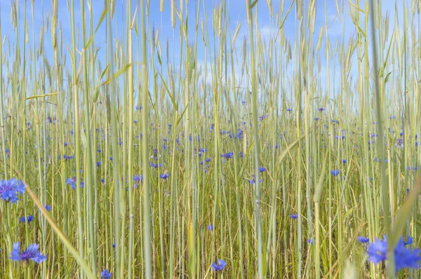 Verde Naturale Colorato Prato Rurale Serie Natura — Foto Stock