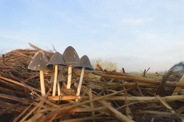 森林蘑菇后长期雨 自然系列 — 图库照片