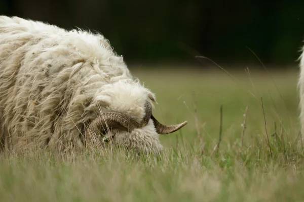 Schapen Gras Met Blauwe Hemel Sommige Kijken Naar Camera — Stockfoto