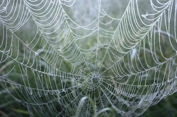 Spinnenweb Met Kleurrijke Achtergrond Natuur Serie — Stockfoto