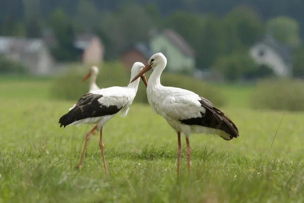 Bociany Zielonej Trawie Słoneczny Dzień Seria Natura — Zdjęcie stockowe