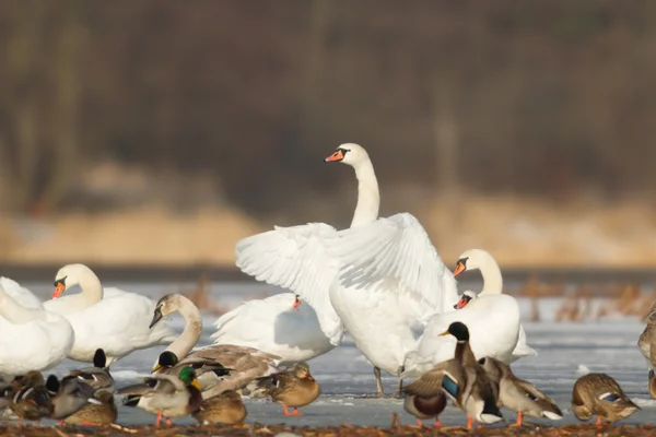 Лебедь Голубом Озере Солнечный День Лебеди Пруду Серия Природы — стоковое фото