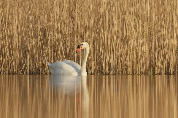 Svane Blå Innsjø Solskinnsdag Svaner Ved Dammen Naturserie – stockfoto