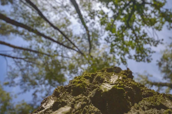 Stare Wielkie Drzewo Kolor Tła Błękitnego Nieba Seria Natura — Zdjęcie stockowe