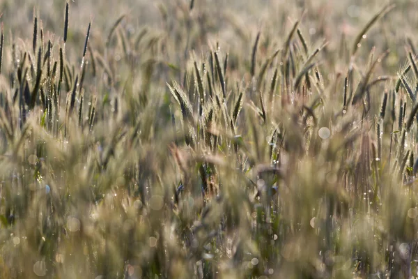 緑のばねの穀物 フィールド上の黄色の小麦の穂のクローズ アップ — ストック写真