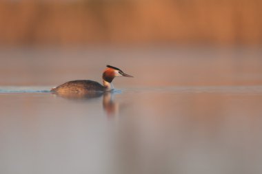 Doğal ortamdaki vahşi kuş, doğa serisi.