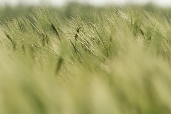 Campi Agricoli Natura Agricoltura Serie Agricole — Foto Stock