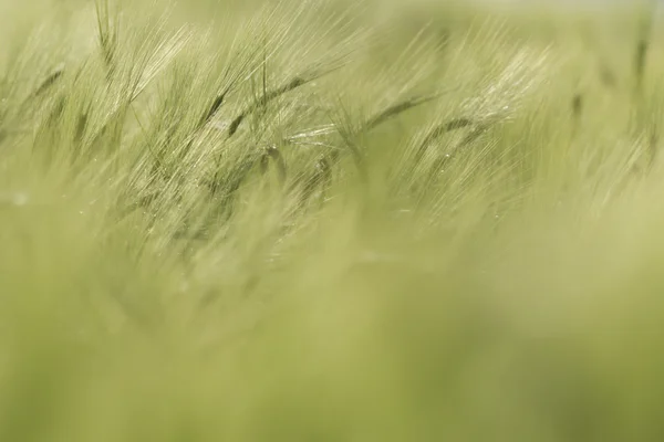 Champ Agricole Nature Agriculture Série Agricole — Photo