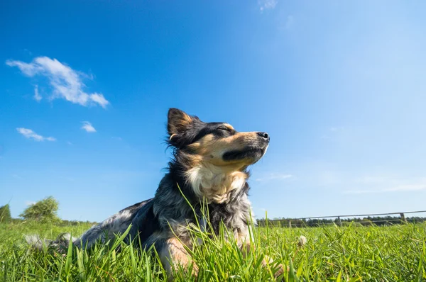 Lustiger Hund Bei Sonnigem Tag Tierserie — Stockfoto