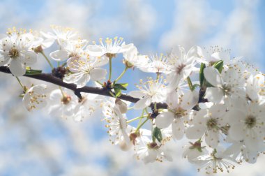 Renkli bir arkaplan olarak çiçekler, makro fotoğraf, doğa serisi