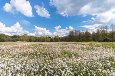 doğal yeşil renkli kırsal çayır, doğa serisi