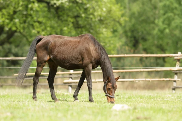 Cheval Dans Champ Animaux Ferme Série Nature — Photo