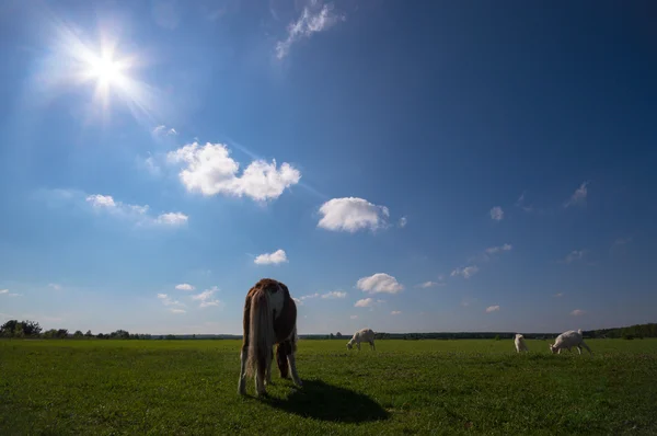 Cheval Dans Champ Animaux Ferme Série Nature — Photo