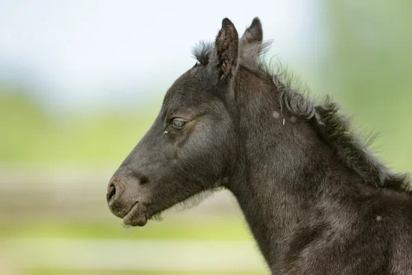 Лошадь Поле Сельскохозяйственные Животные Серия Природы — стоковое фото