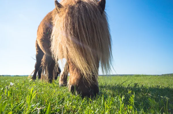 Kůň Poli Hospodářská Zvířata Série Přírody — Stock fotografie