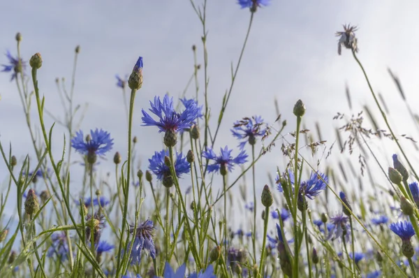 Naturalny Zielony Łąka Kolorowe Wsi Seria Natura — Zdjęcie stockowe