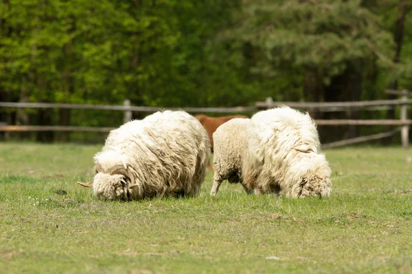 Sheep Grass Blue Sky Some Looking Camera — Stock Photo, Image