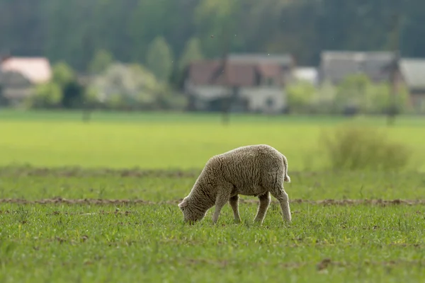 Sheep Grass Blue Sky Some Looking Camera — Stock Photo, Image