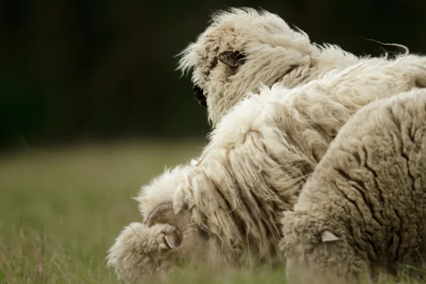 Schapen Gras Met Blauwe Hemel Sommige Kijken Naar Camera — Stockfoto