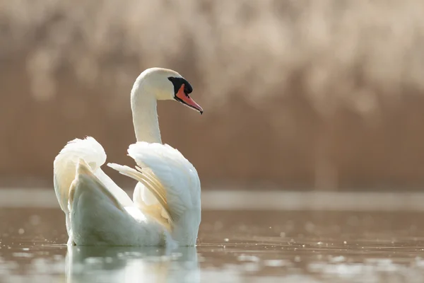 Cisne Lago Azul Día Soleado Cisnes Estanque Serie Naturaleza — Foto de Stock