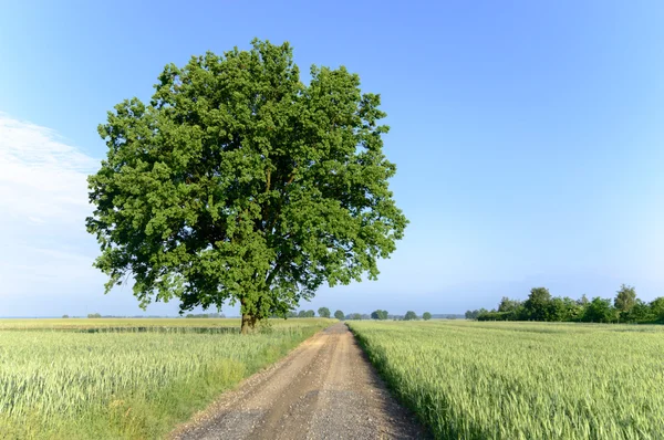 Árvore Grande Velha Fundo Cor Com Céu Azul Série Natureza — Fotografia de Stock