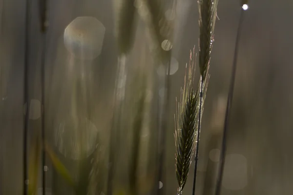 Cereali Verdi Primaverili Primo Piano Spighe Gialle Sul Campo — Foto Stock