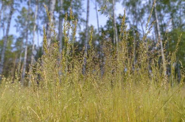 Rostliny Pro Přírodní Pozadí Série Nature — Stock fotografie