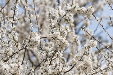 Renkli bir arkaplan olarak çiçekler, makro fotoğraf, doğa serisi