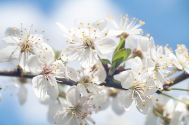 Renkli bir arkaplan olarak çiçekler, makro fotoğraf, doğa serisi
