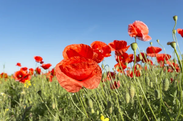 花はカラフルな背景マクロ写真自然シリーズ — ストック写真