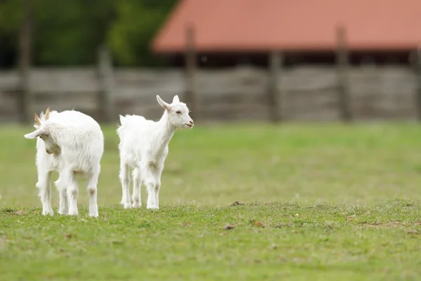 Chèvre Sur Pâturage Été Série Nature — Photo