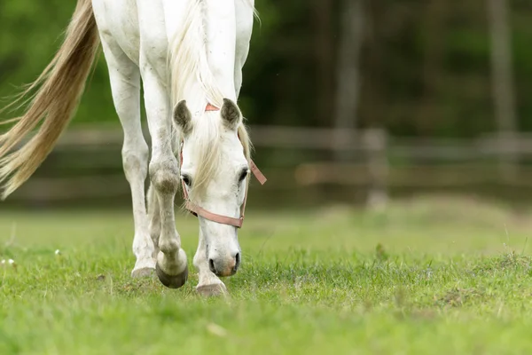 Pferd Feld Nutztiere Naturserie — Stockfoto