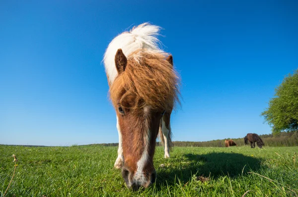 Horse Field Farm Animals Nature Series — Stock Photo, Image