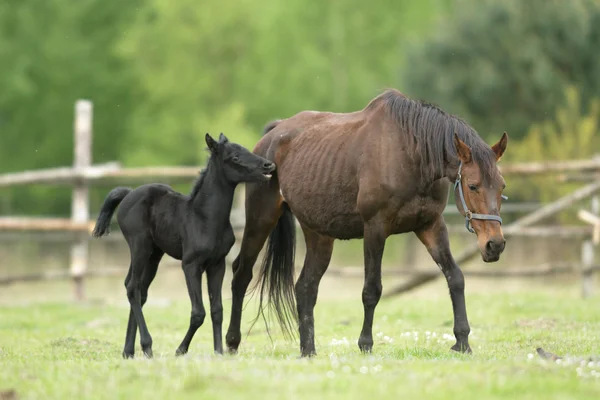 Cheval Dans Champ Animaux Ferme Série Nature — Photo